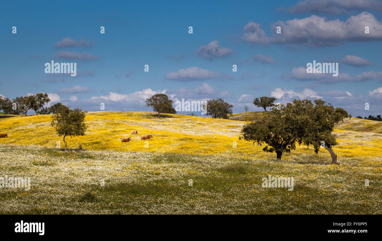 Landscape of Alentejo with a trees, animals and wild flowers. Stock Photo