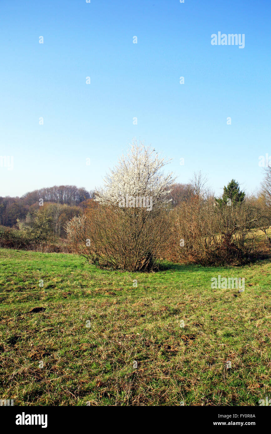 Early spring in the country,4,2016. Stock Photo