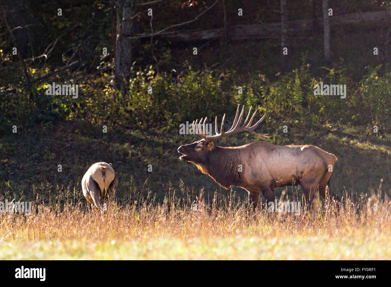A bull elk bugles during the fall rut in the Cataloochee Valley of the