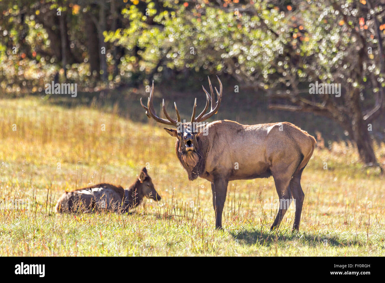 A bull elk bugles during the fall rut in the Cataloochee Valley of the