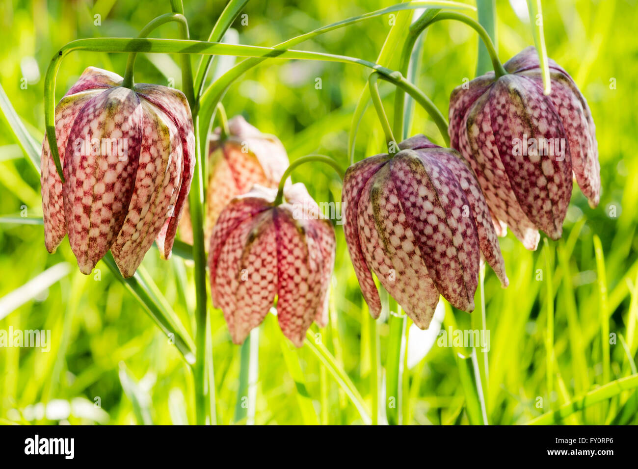 Fritillaria meleagris wild flowers growing in a meadow, UK. Stock Photo