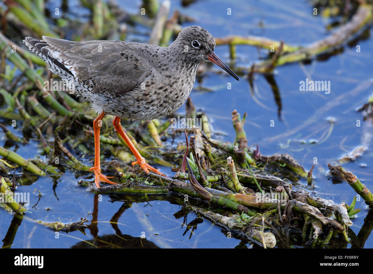 Wild Common Redshank (Tringa totanus) is a Eurasian wader in the large family Scolopacidae. Stood amongst a bogbean plant. Stock Photo