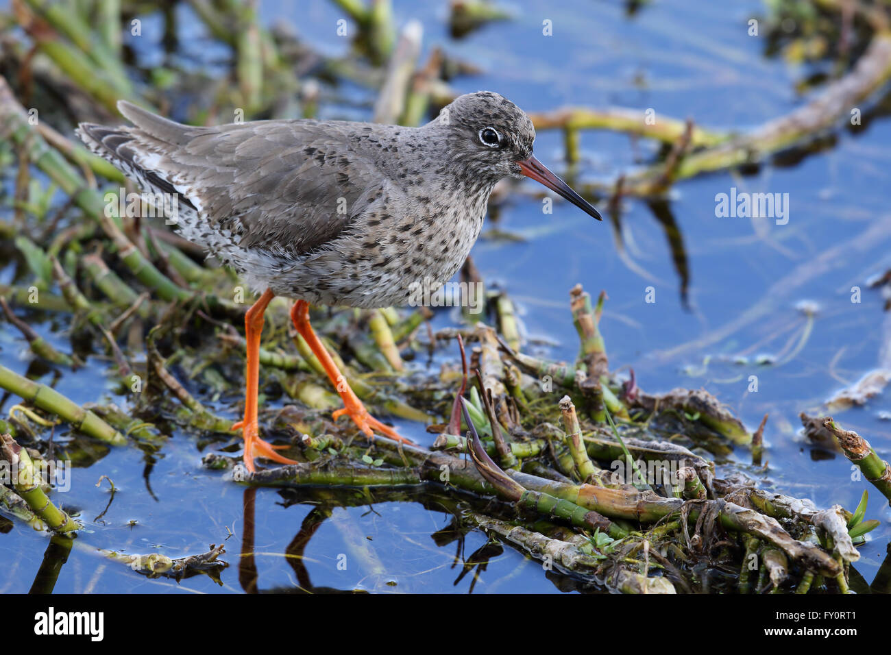 Wild Common Redshank (Tringa totanus) is a Eurasian wader in the large family Scolopacidae. Stood amongst a bogbean plant. Stock Photo