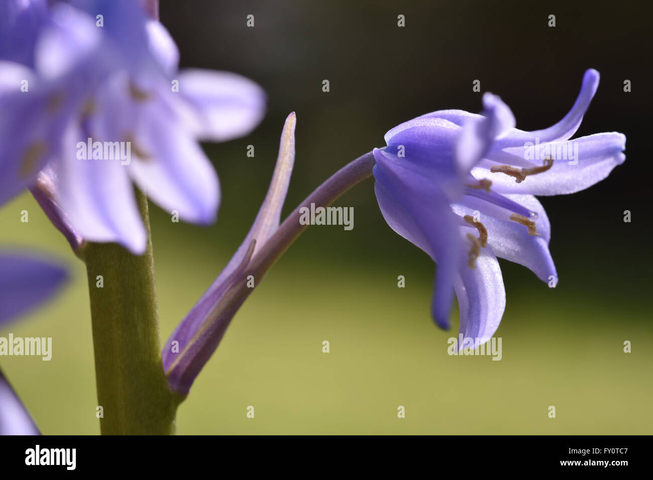Close up photograph of a bluebell showing anther and stigma in sharp focus on an out of focus background. Stock Photo