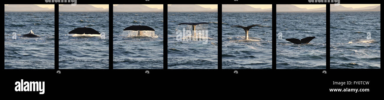 whale tail sequence shooting Stock Photo
