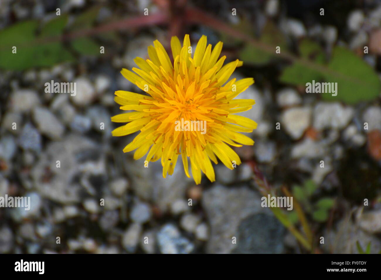 Daisy in front of dandelion hi-res stock photography and images - Alamy