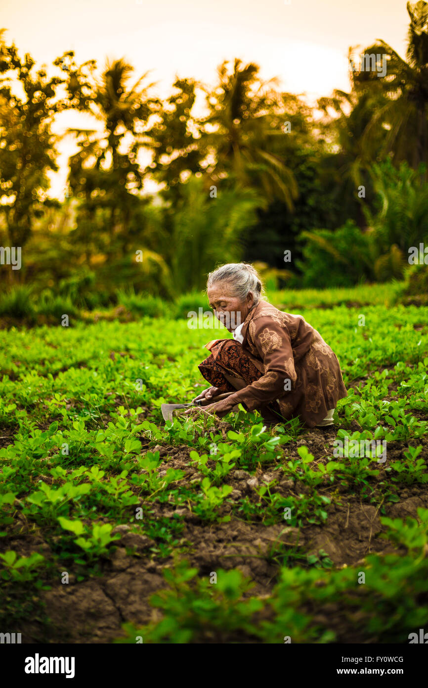 old farmer lady working in organic peanut farm- jawa tengah- Indonesia Stock Photo
