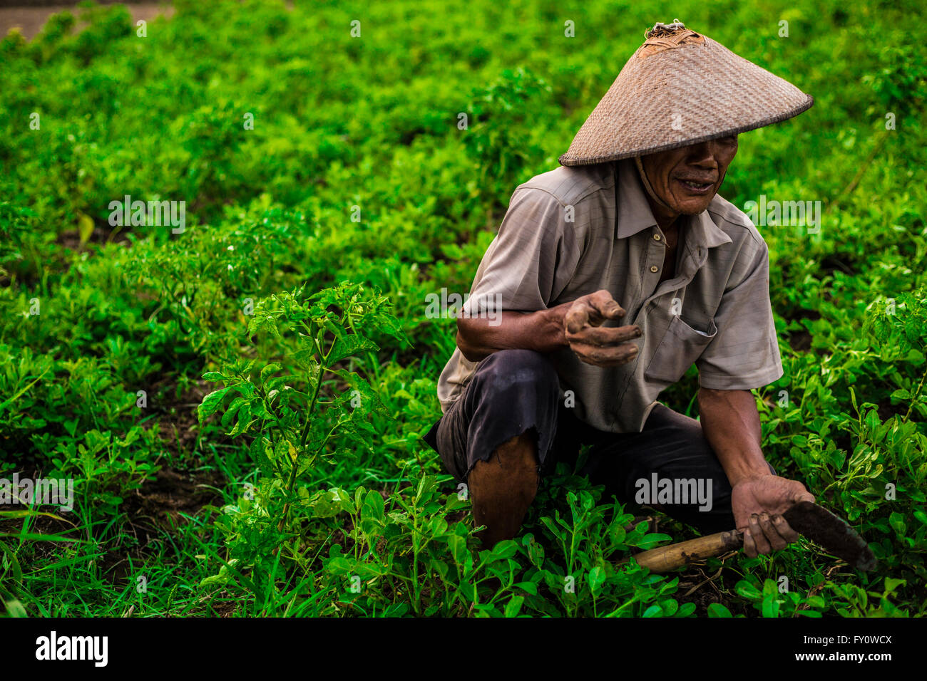 farmer working in his organic green Chili farm - pepper farm Stock Photo