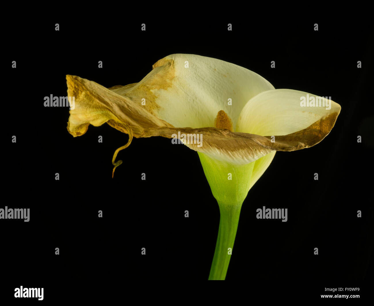 Calla lily flower drying up Stock Photo Alamy