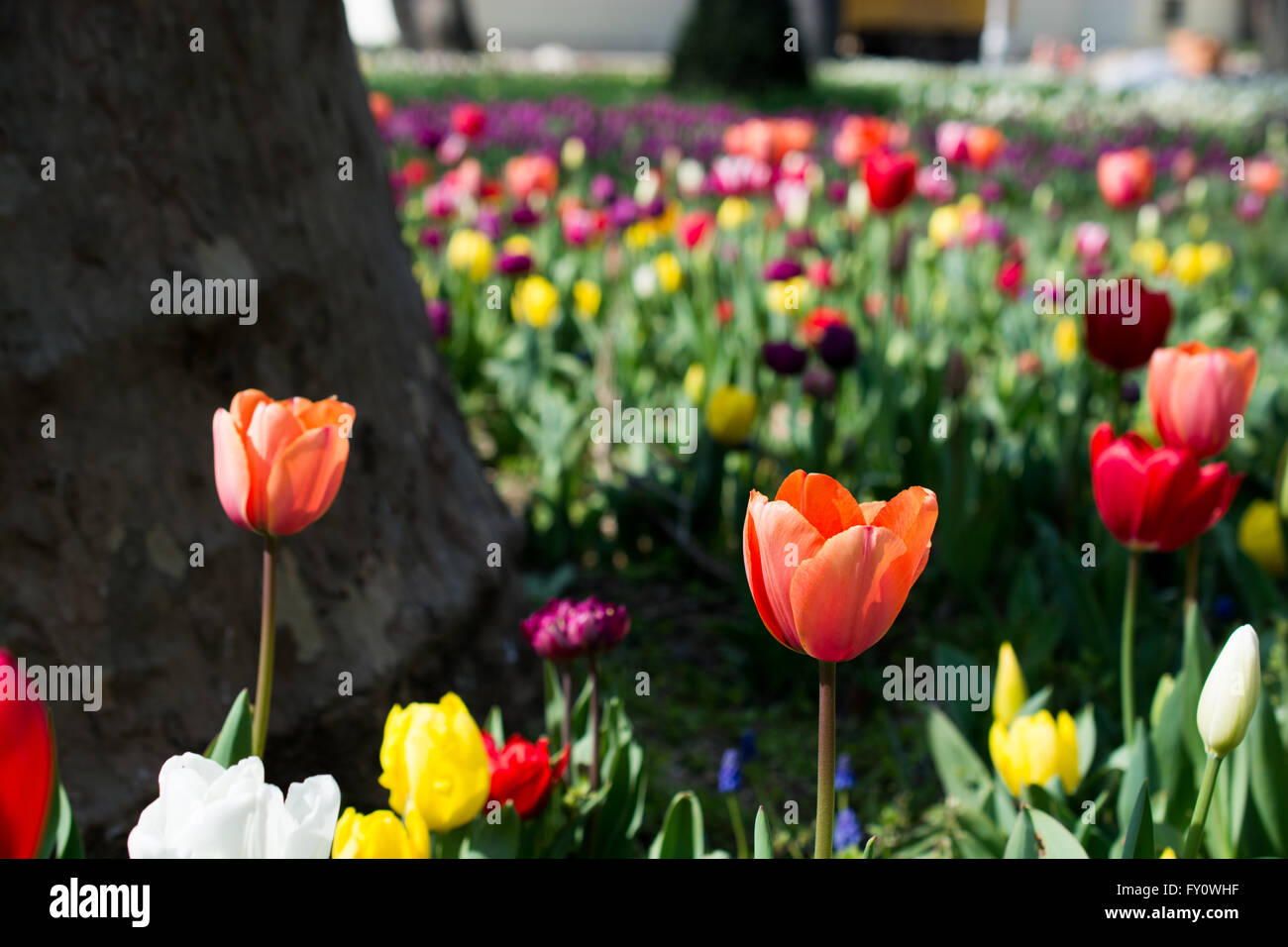 tulips of various colors in nature in spring time Stock Photo - Alamy