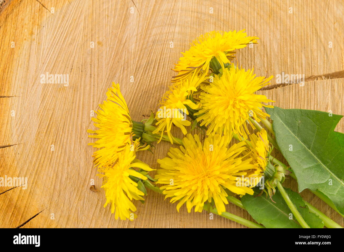 Yellow dandelions on a wooden background Stock Photo