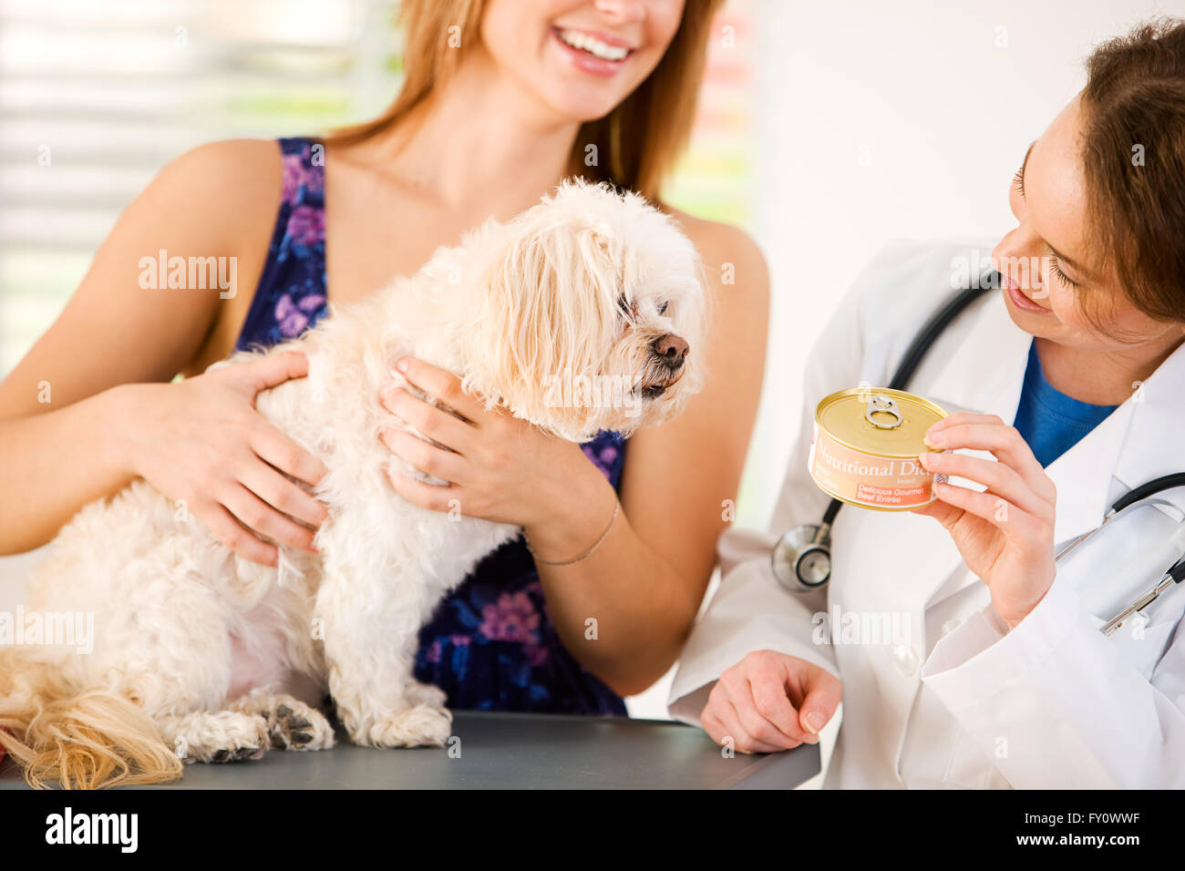 Series set in a Veterinarian's office, with a dog, cat, rabbit and a Caucasian veterinarian and customer. Stock Photo