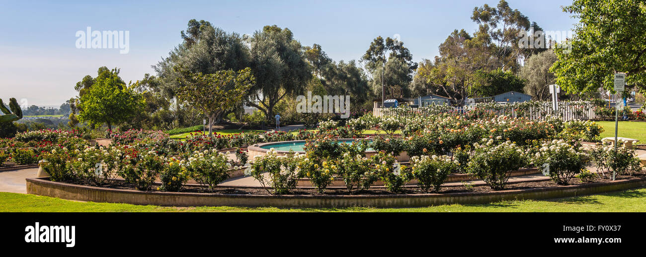 Balboa Park Rose Garden Stock Photo 102668027 Alamy