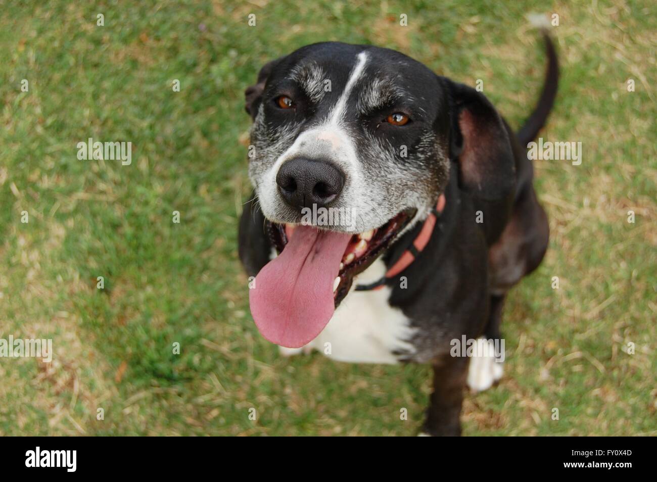 An older black dog looks up while wagging tail Stock Photo