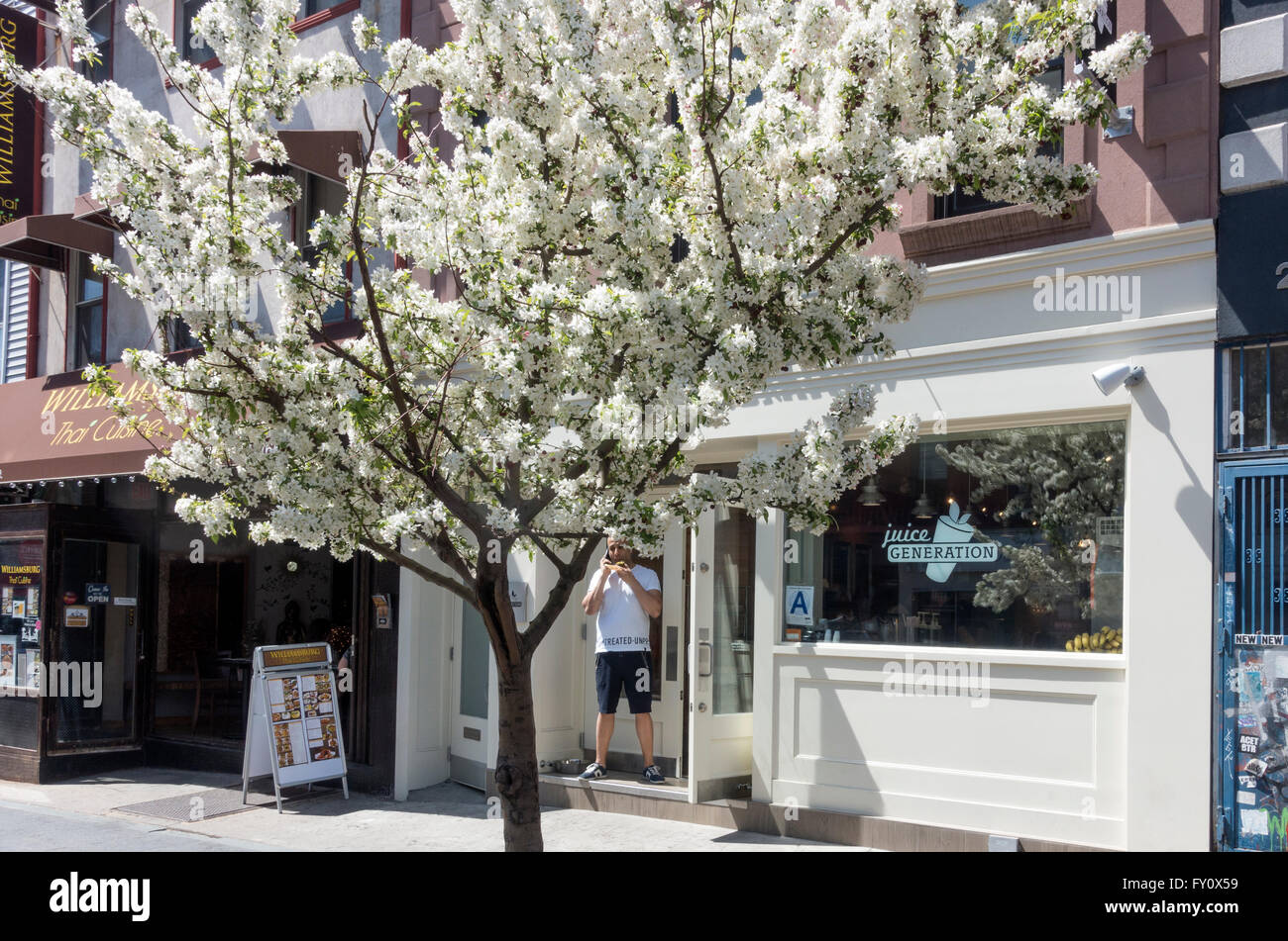 Cherry blossoms in bloom on a tree in front of a snack restaurant in Brooklyn Stock Photo