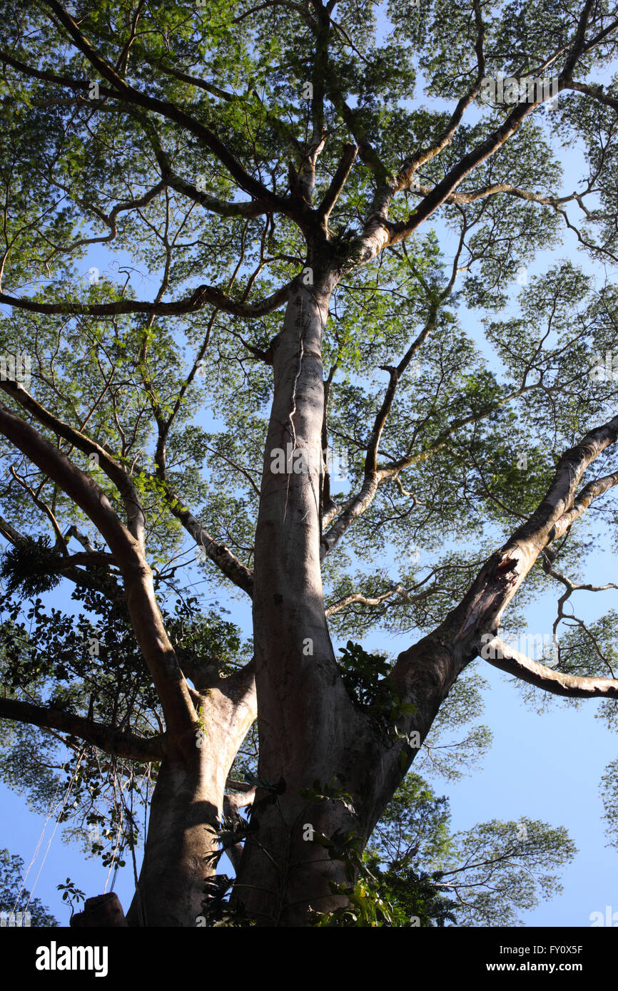 Giant tree crown (Manoa Falls trail, Oahu) Stock Photo