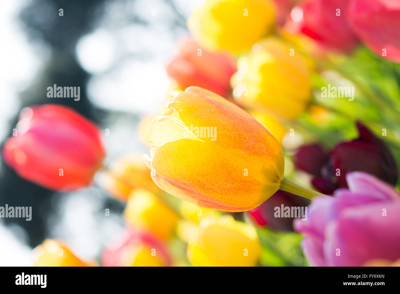 Tulips of yellow color in nature in spring time Stock Photo - Alamy