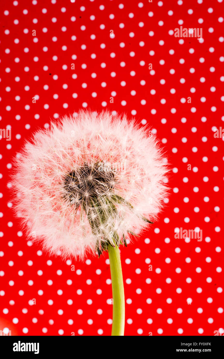 White Dandelion flower on red background Stock Photo - Alamy