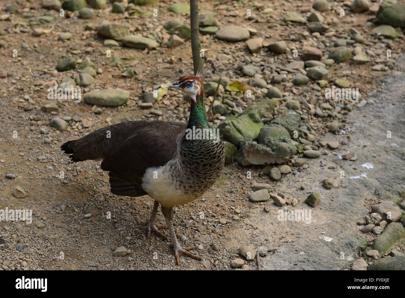 record our life Stock Photo - Alamy