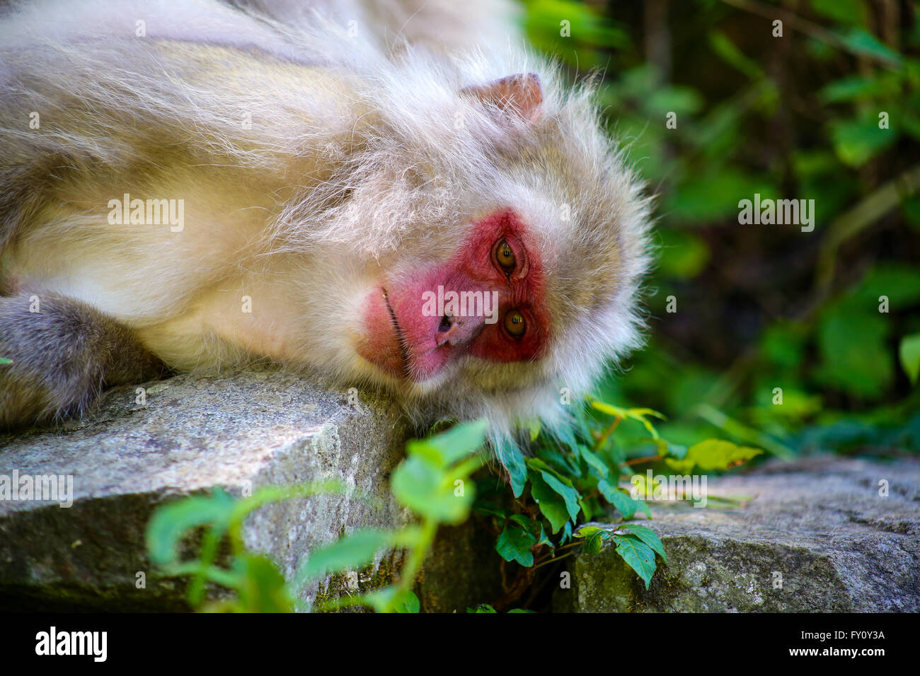 Snow monkey is ready to sleep, Nagano, Japan Stock Photo