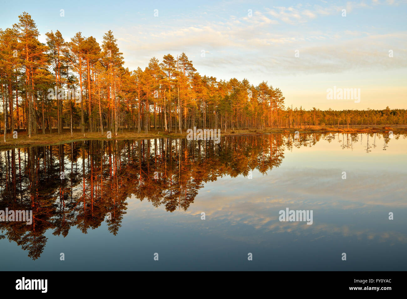 Sunny summer evening in the bog in Lahemaa National Park Stock Photo