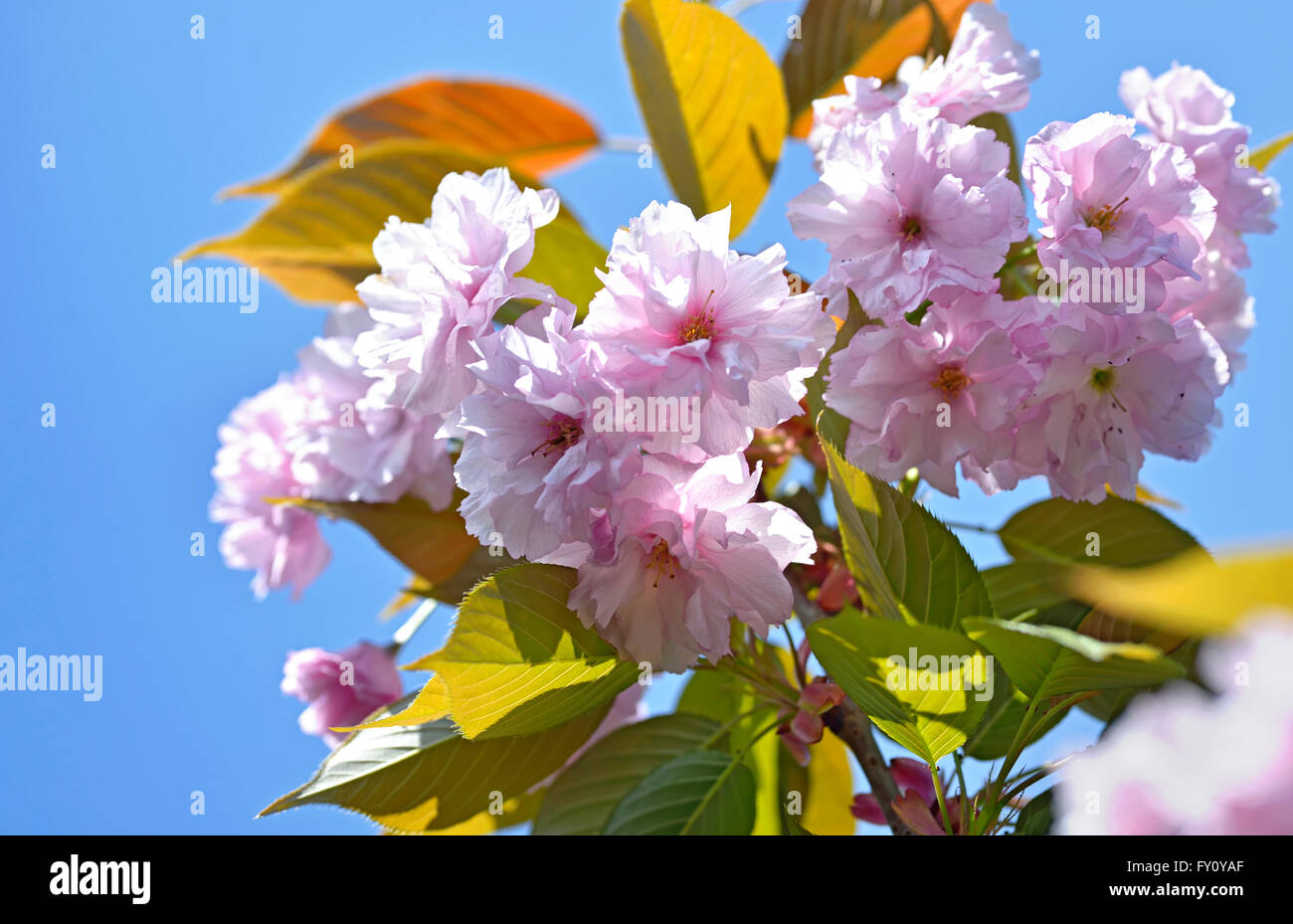 Prunus serrulata or Japanese cherry tree Stock Photo