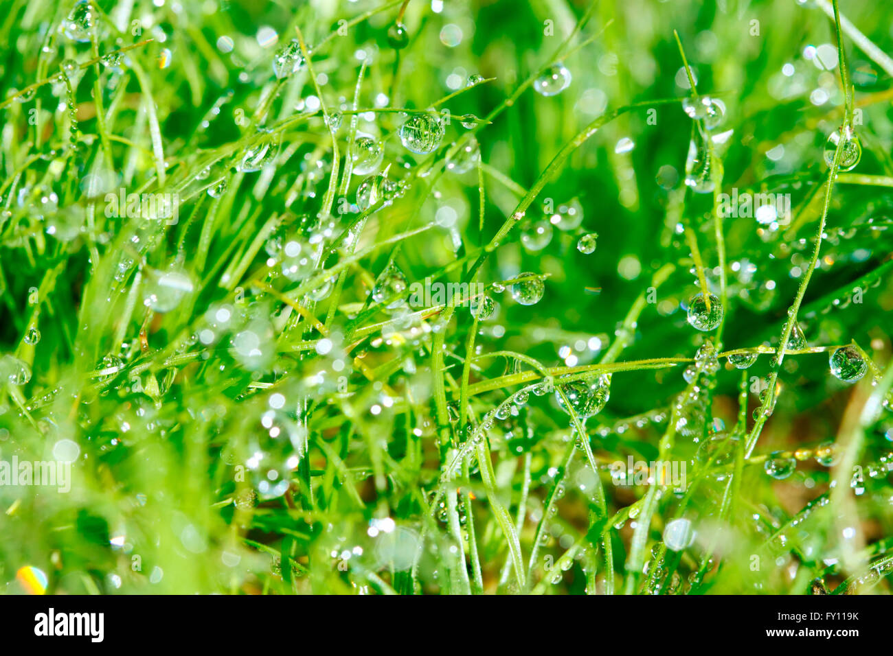 Dewdrop on green grasses Stock Photo