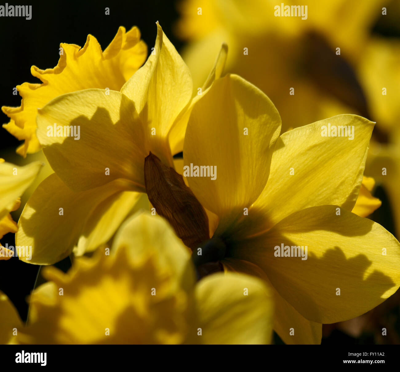 Close-up of yellow daffodil Narcissus pseudonarcissus Stock Photo