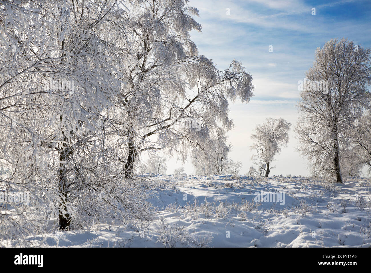 Downy birch (Betula pubescens) trees covered in frost in winter at the High Fens / Hautes Fagnes, Belgian Ardennes, Belgium Stock Photo