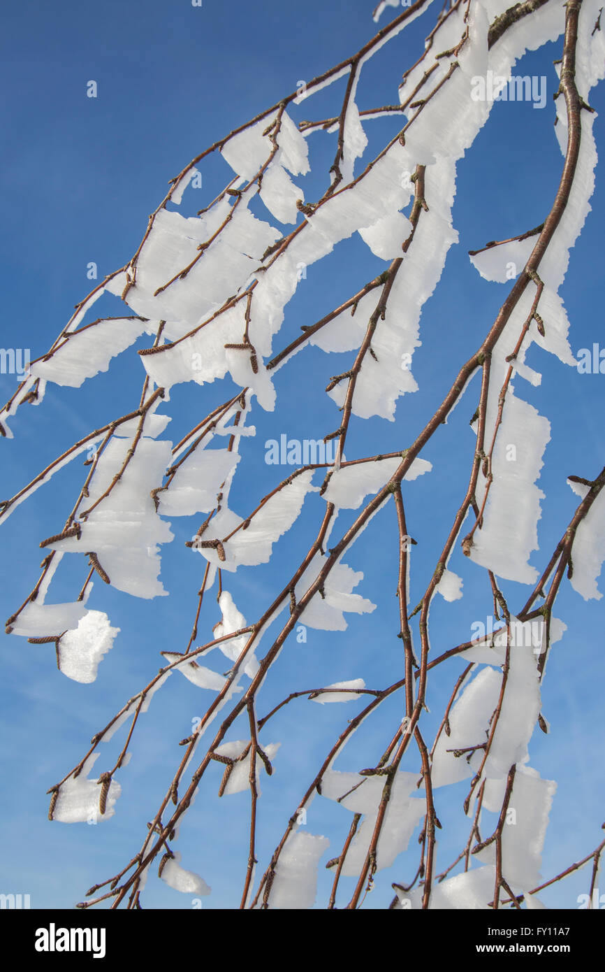 Twigs of tree covered in white hoar frost and snow in winter showing ice crystal formation pointing in same direction by wind Stock Photo