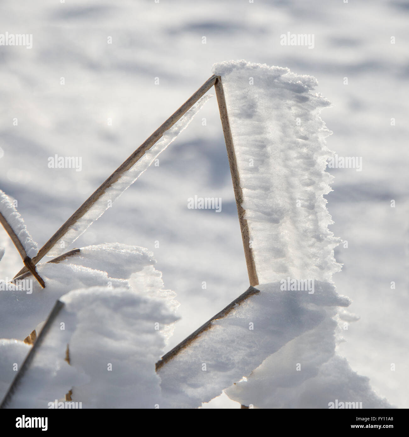 White hoar frost / hoarfrost forming on broken grass stem pointing in same direction due to the wind in winter Stock Photo