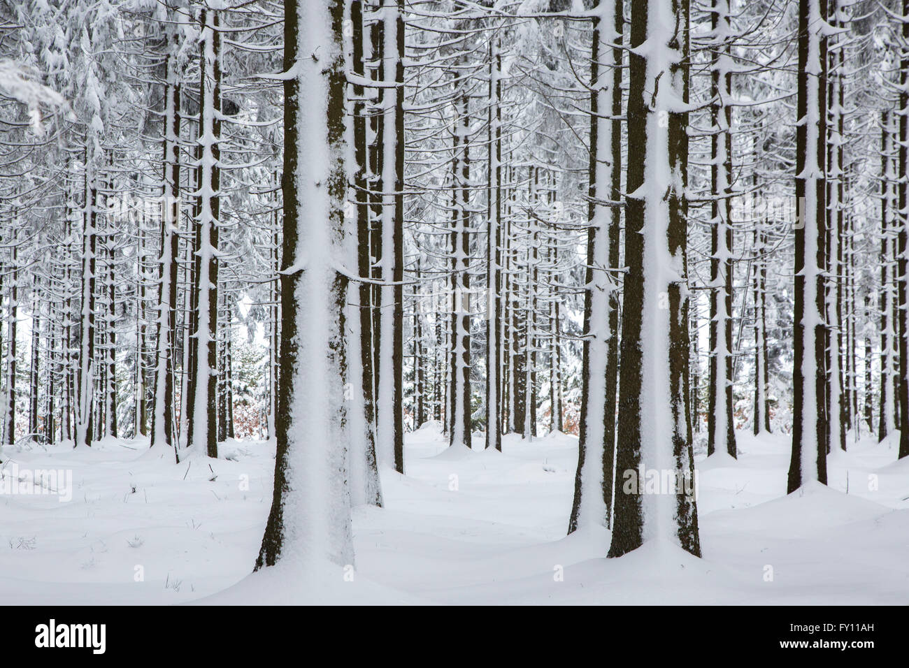 Pine tree trunks in coniferous forest covered in snow in winter at the High Fens / Hautes Fagnes, Belgian Ardennes, Belgium Stock Photo