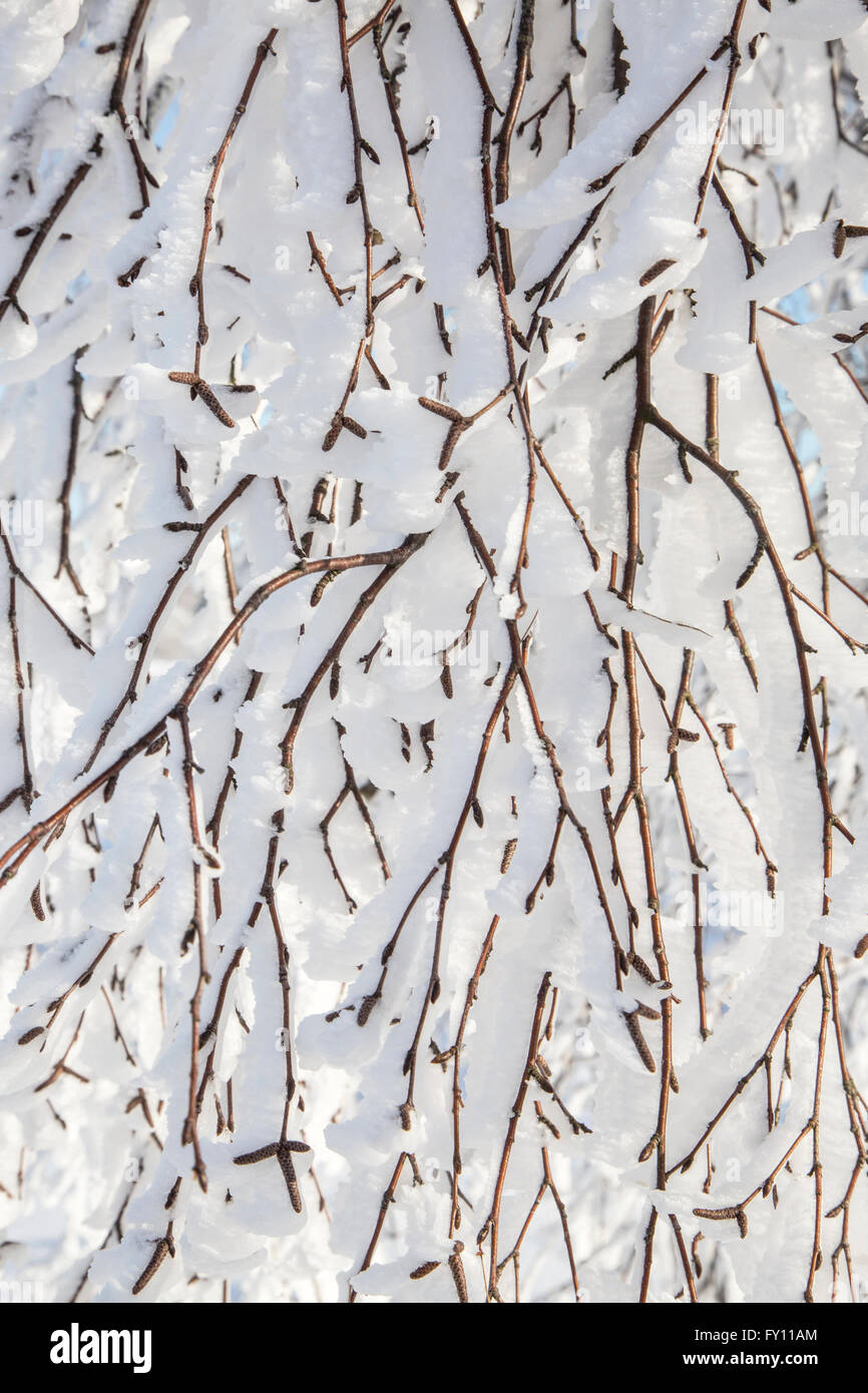 Twigs of tree covered in white hoar frost and snow in winter showing ice crystal formation pointing in same direction by wind Stock Photo