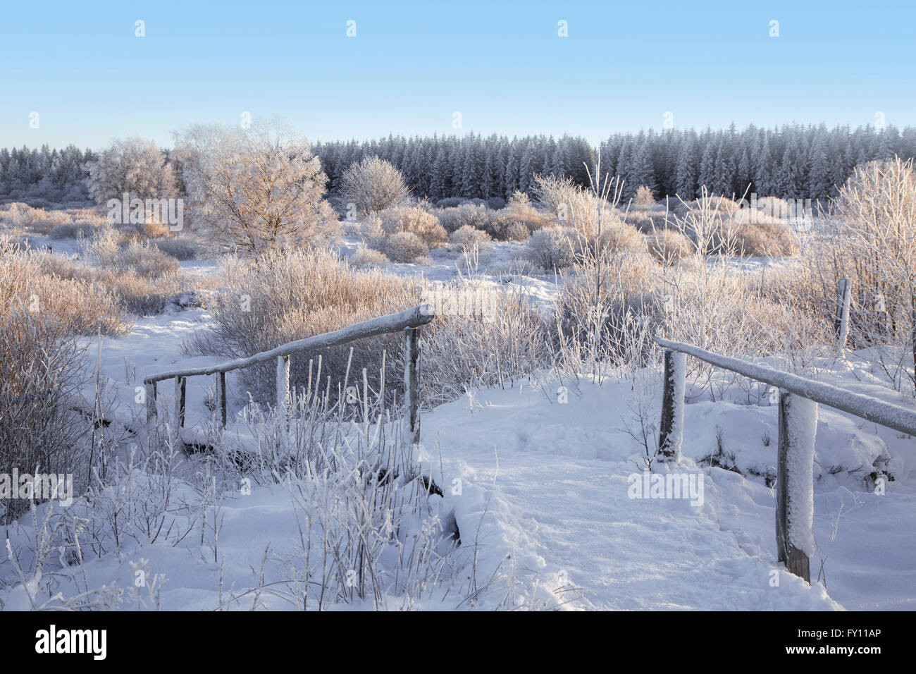Boardwalk past downy birch (Betula pubescens) trees covered in frost in winter, High Fens / Hautes Fagnes, Ardennes, Belgium Stock Photo