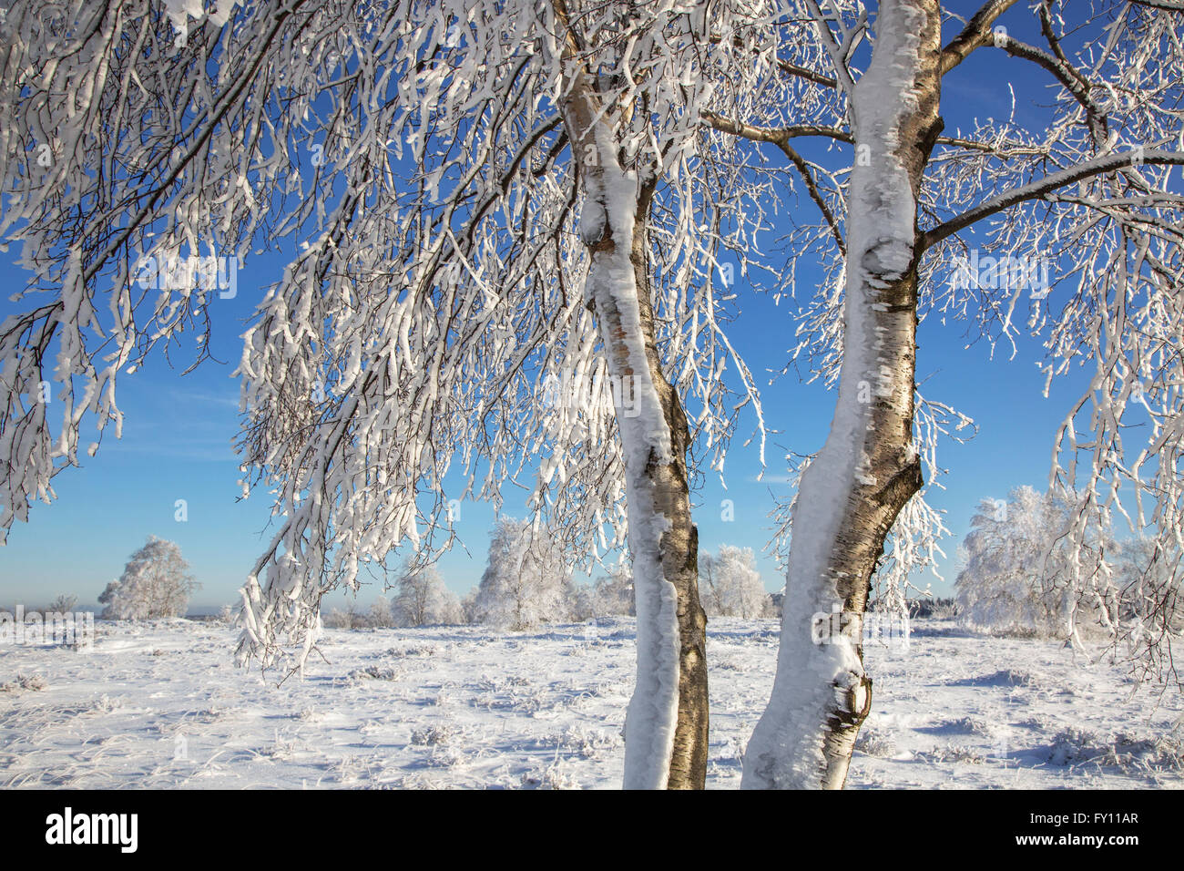 Downy birch (Betula pubescens) tree covered in frost in winter, High Fens / Hautes Fagnes, Belgian Ardennes, Belgium Stock Photo