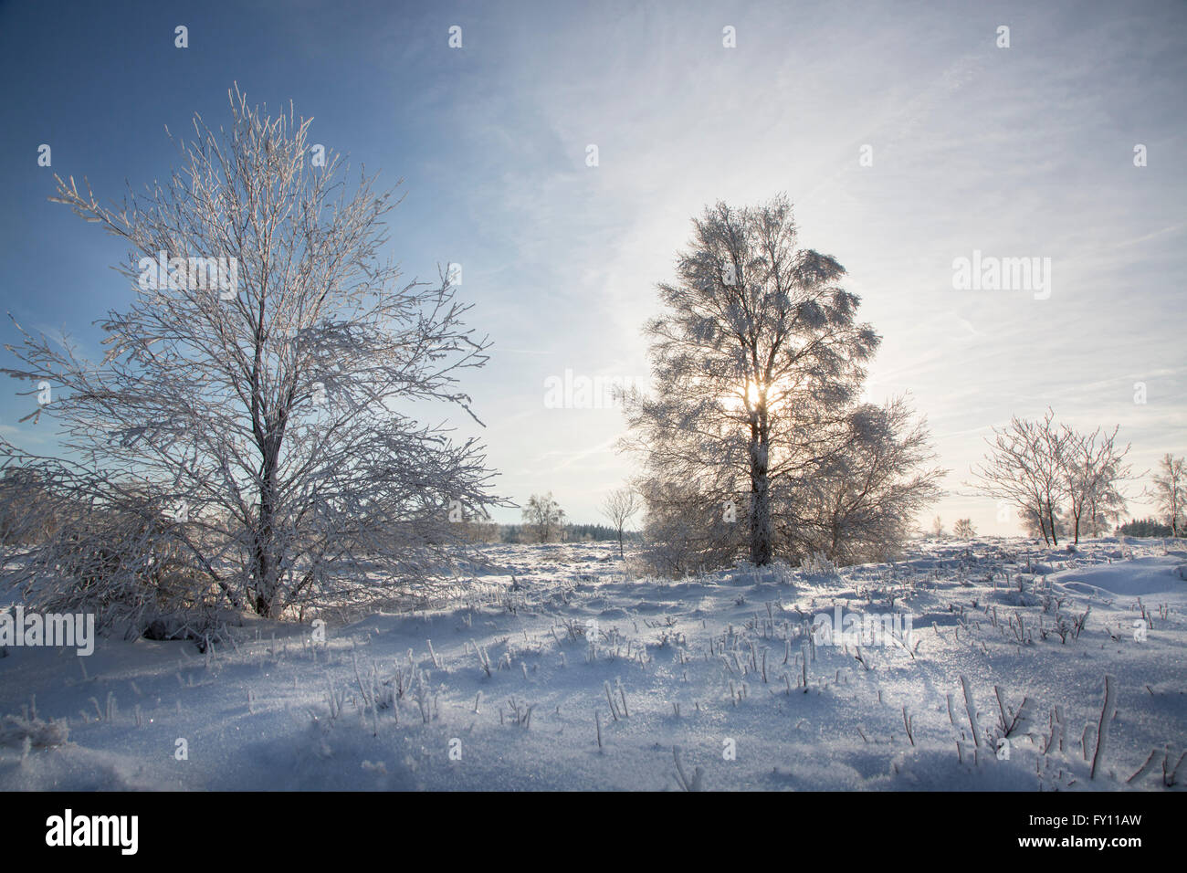 Trees covered in frost in winter at the Hoge Venen / High Fens / Hautes Fagnes, Belgian nature reserve in Liège, Belgium Stock Photo