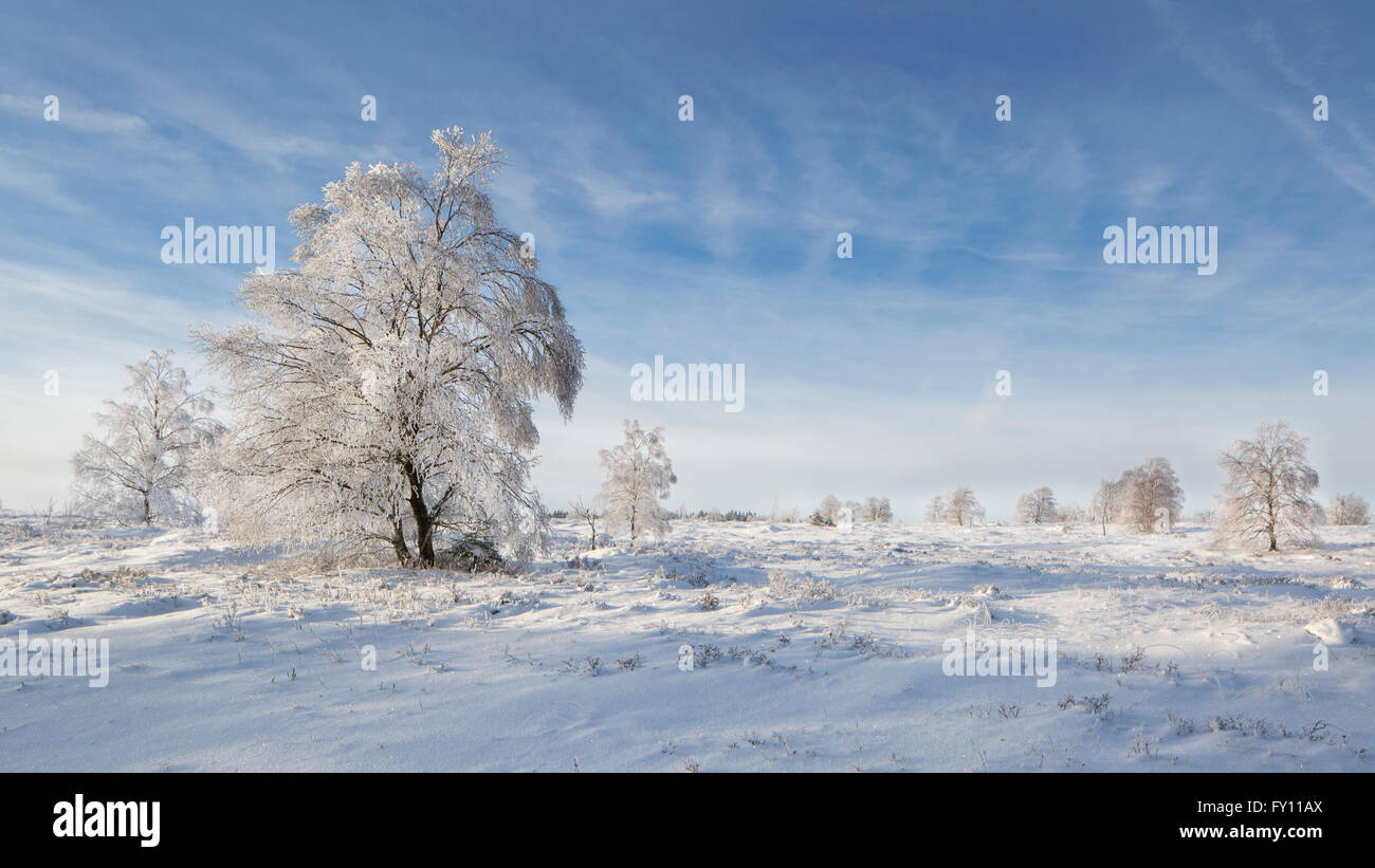 Downy birch (Betula pubescens) trees covered in frost in winter, High Fens / Hautes Fagnes, Belgian Ardennes, Belgium Stock Photo