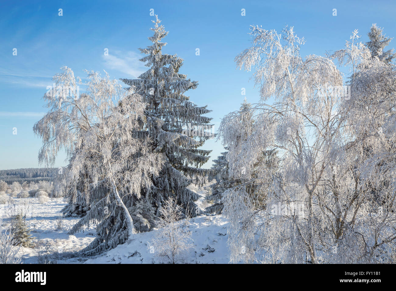 Norway spruce (Picea abies) and downy birch (Betula pubescens) trees covered in frost in winterHigh Fens, Ardennes, Belgium Stock Photo