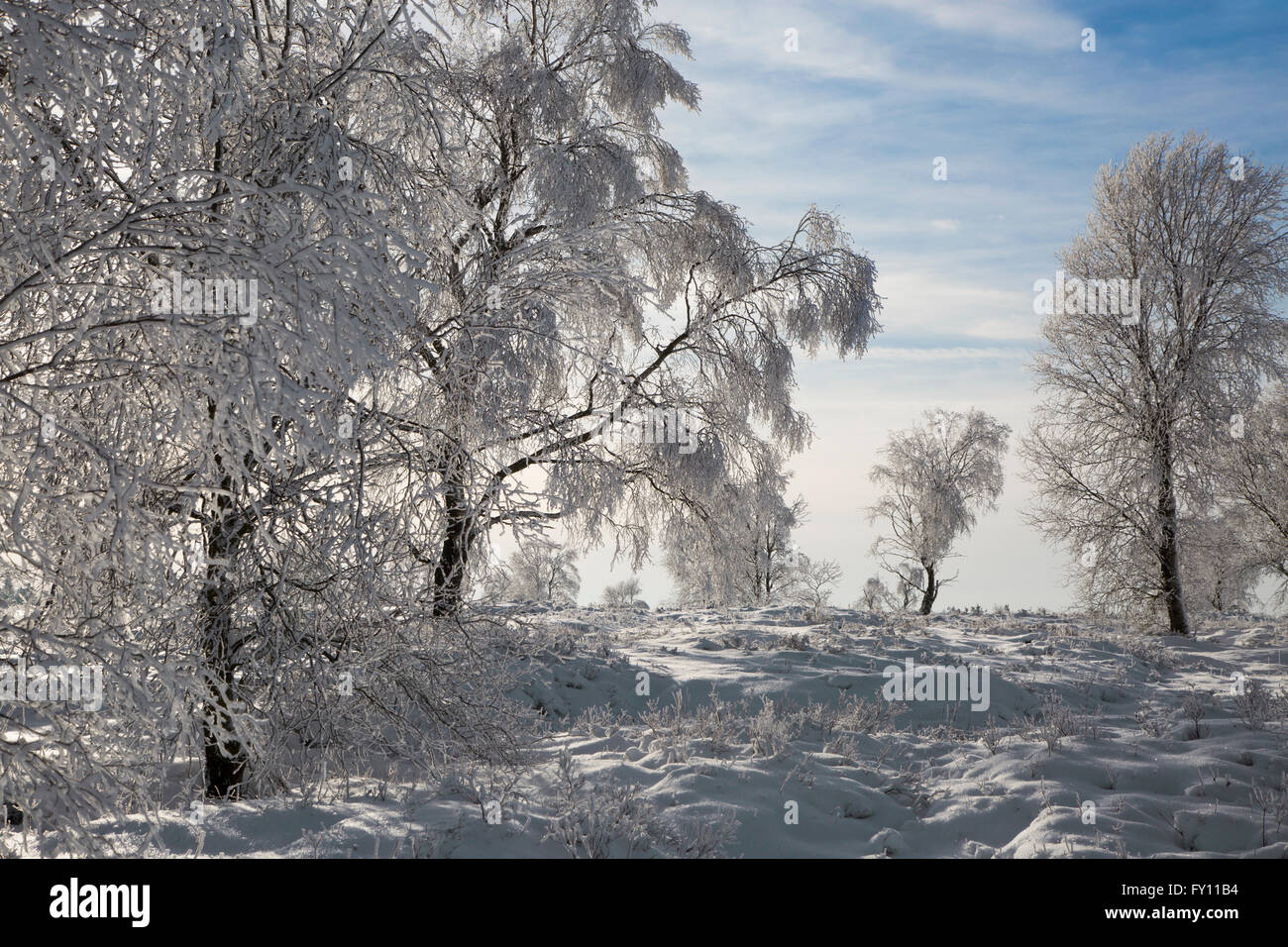 Downy birch (Betula pubescens) trees covered in frost in winter at the High Fens / Hautes Fagnes, Belgian Ardennes, Belgium Stock Photo