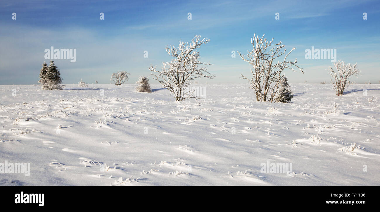 Moorland with trees covered in white frost in winter, Hoge Venen / High Fens / Hautes Fagnes, Belgian Ardennes, Belgium Stock Photo