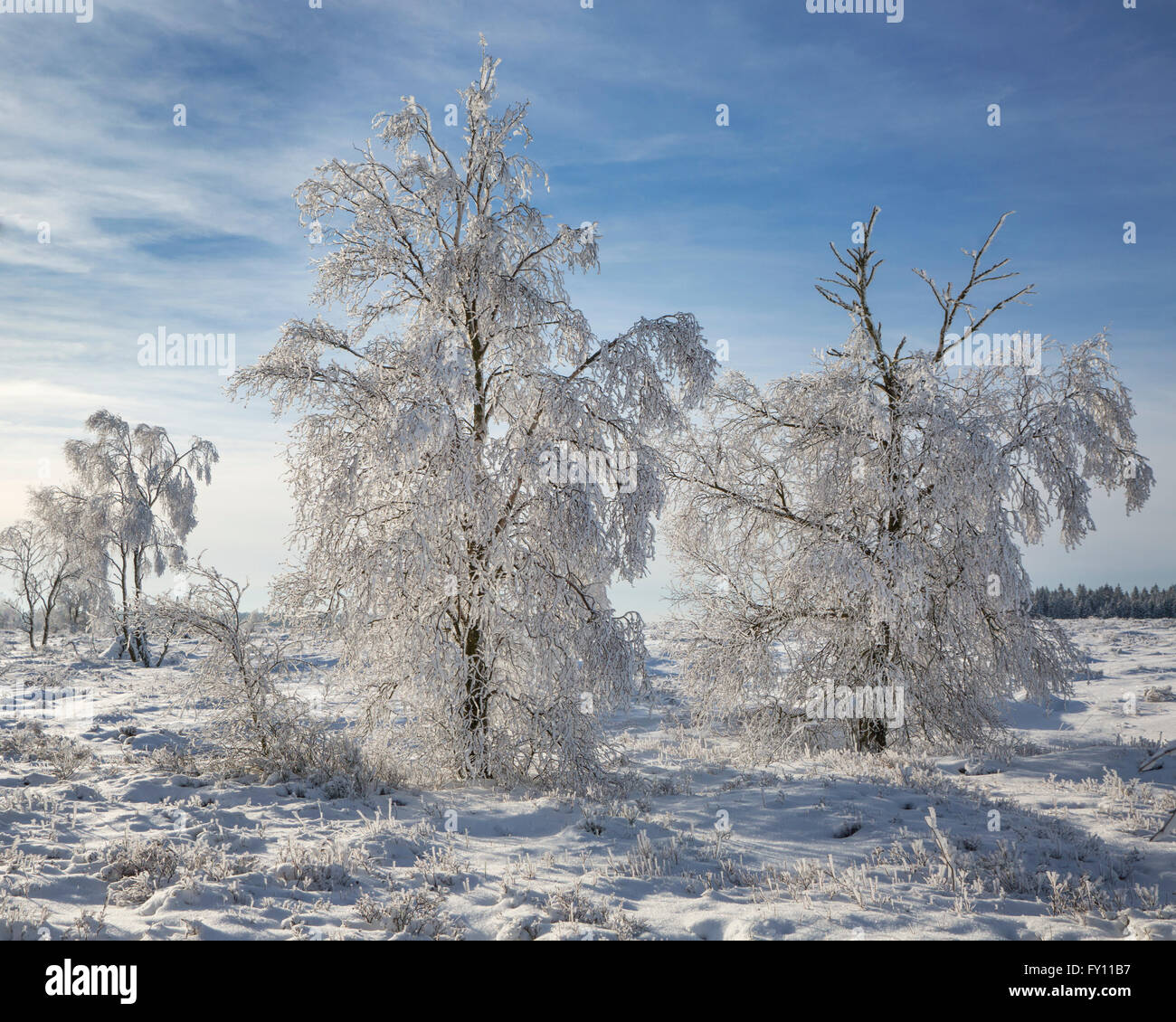 Downy birch (Betula pubescens) trees covered in frost in winter at the Hoge Venen / High Fens / Hautes Fagnes, Ardennes, Belgium Stock Photo