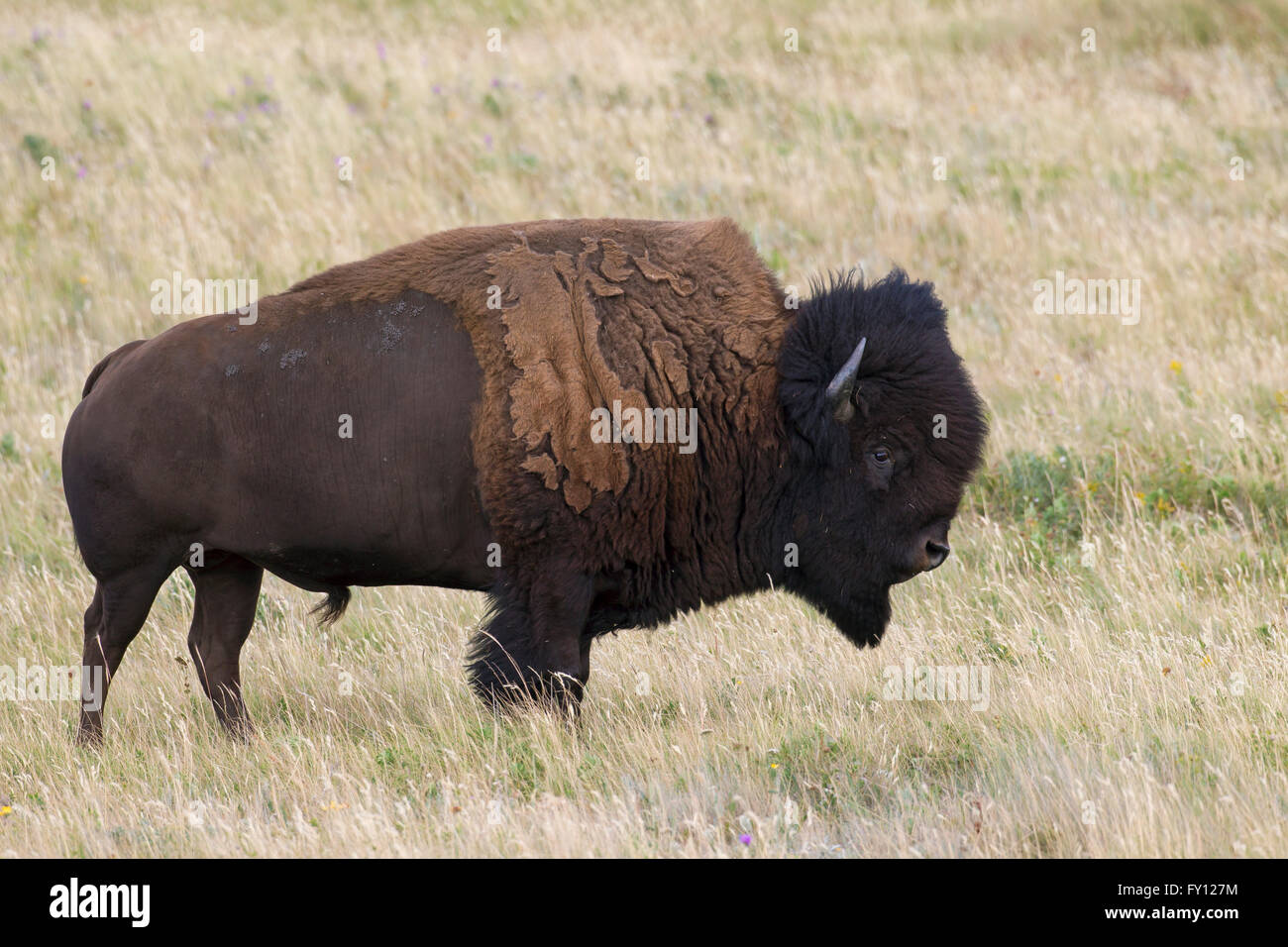 American bison / American buffalo (Bison bison) bull in summer, Waterton Lakes National Park