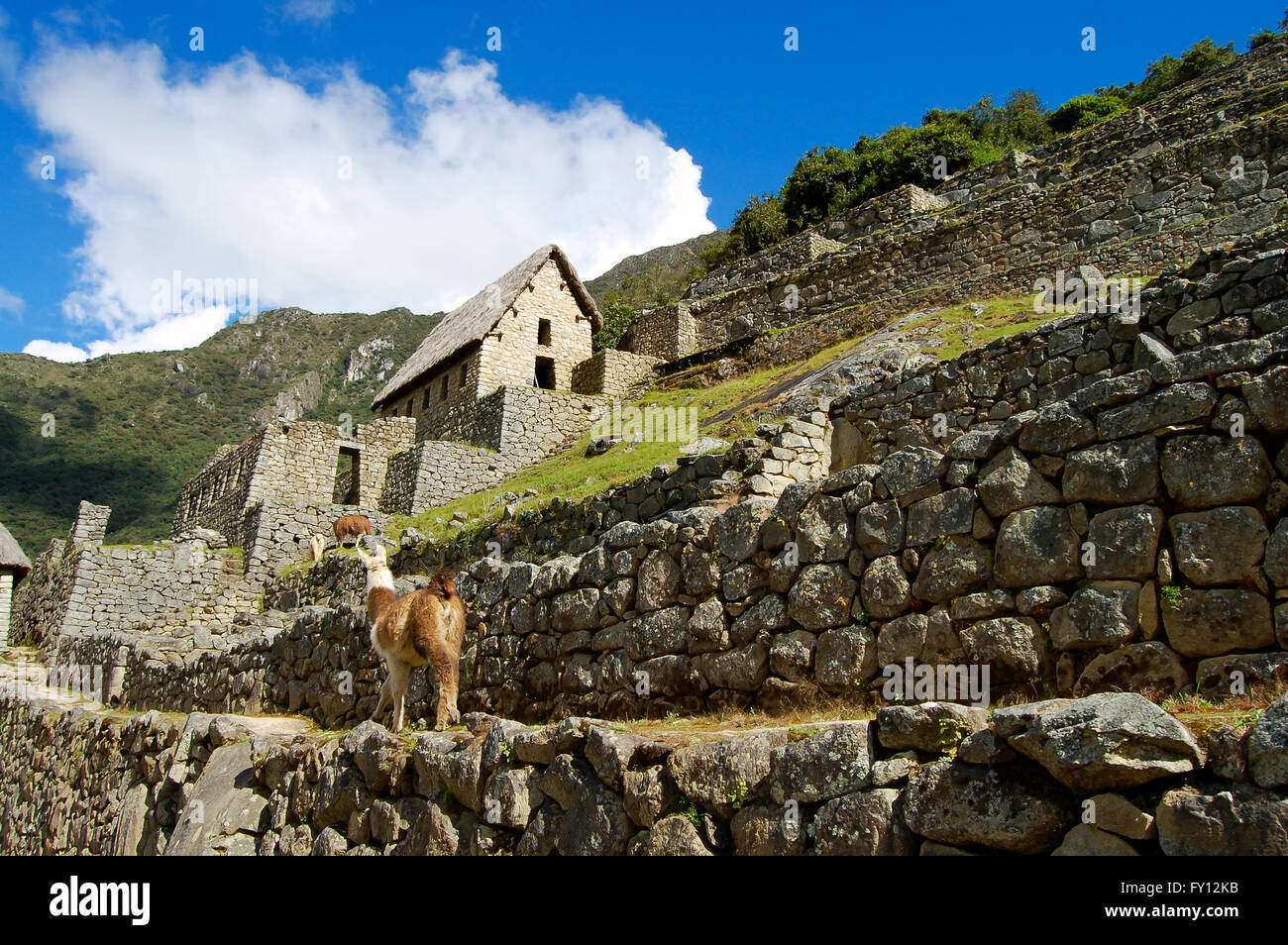 Machu Picchu Llama - Peru Stock Photo