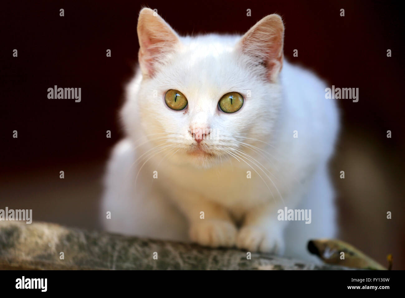 Portrait of a white cat with green eyes Stock Photo - Alamy