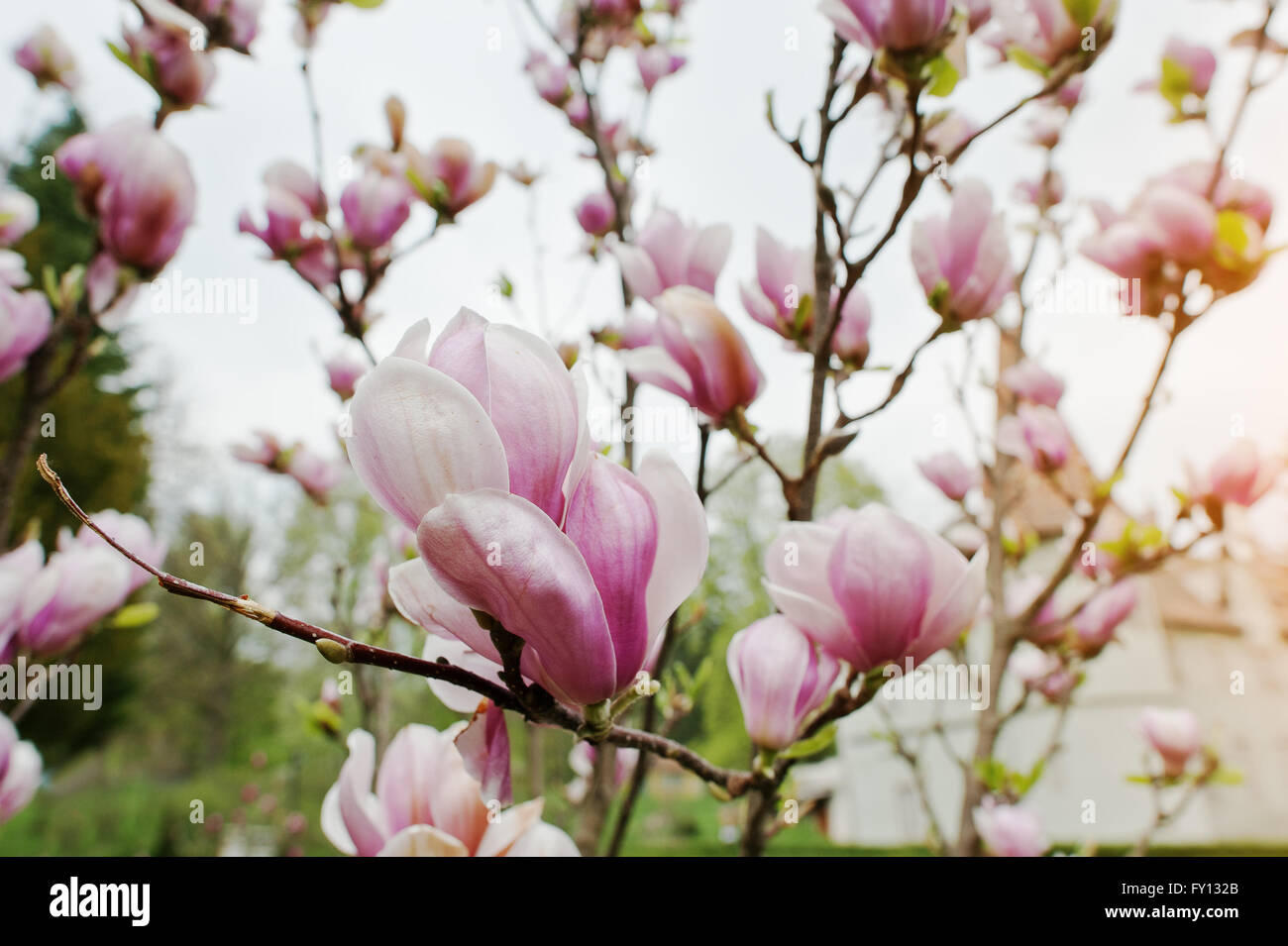 Branches of white and pink magnolia blossoms Stock Photo - Alamy