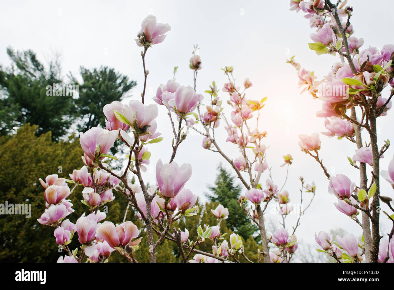 Branches of white and pink magnolia blossoms Stock Photo - Alamy