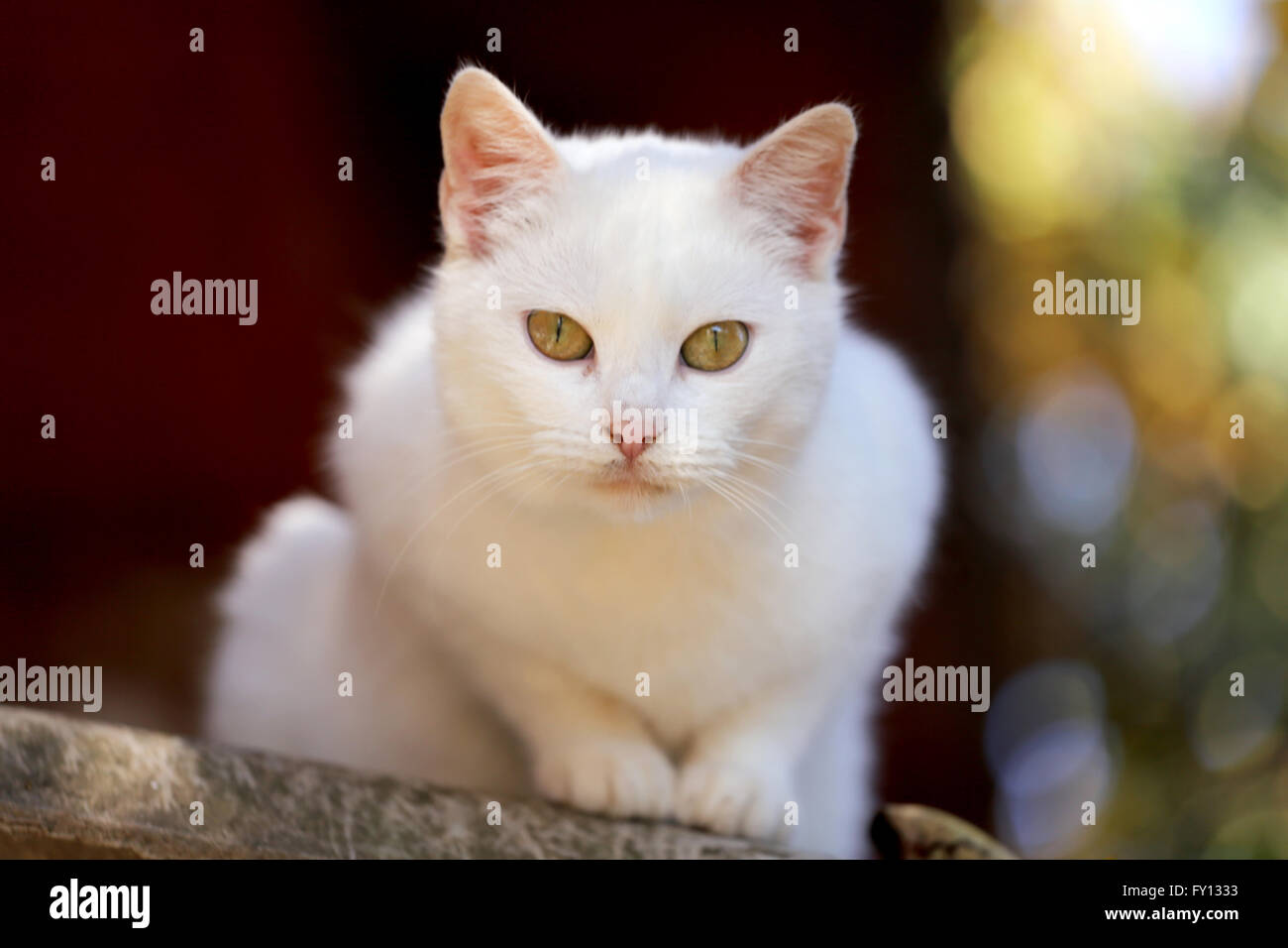 Portrait of a white cat with green eyes Stock Photo - Alamy