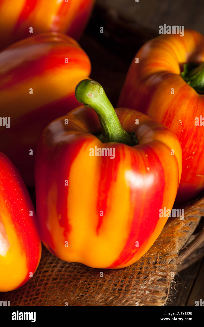 Raw Organic Striped Red Bell Pepper Ready to Cook With Stock Photo