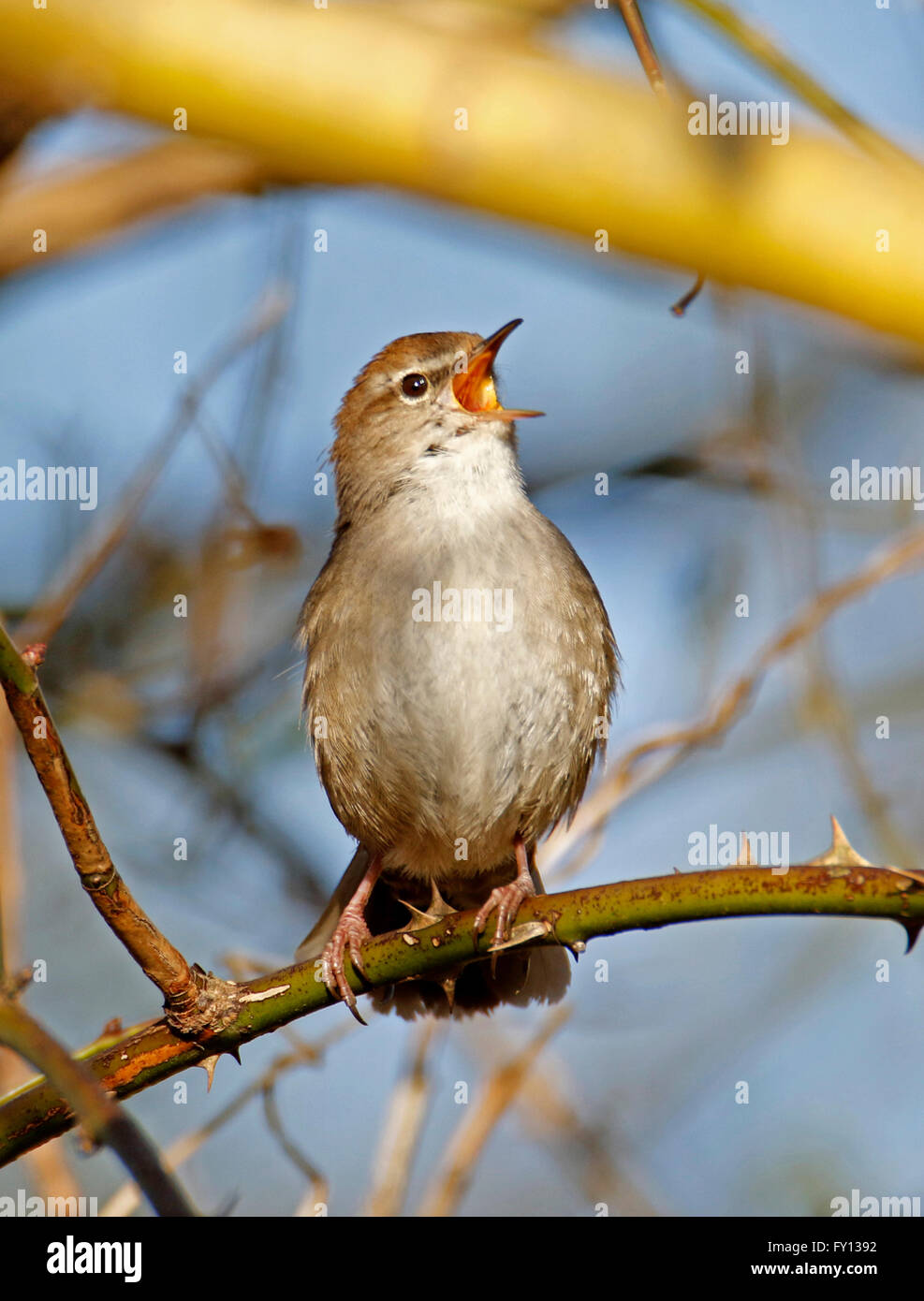 Cetti's Warbler (Cettia cetti) perched in tree singing Stock Photo