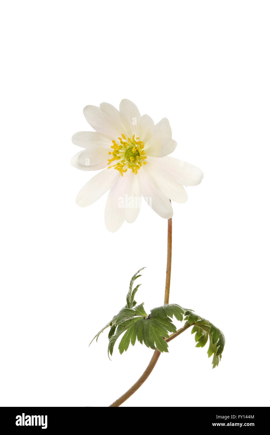 White Anemone flower and leaves isolated against white Stock Photo